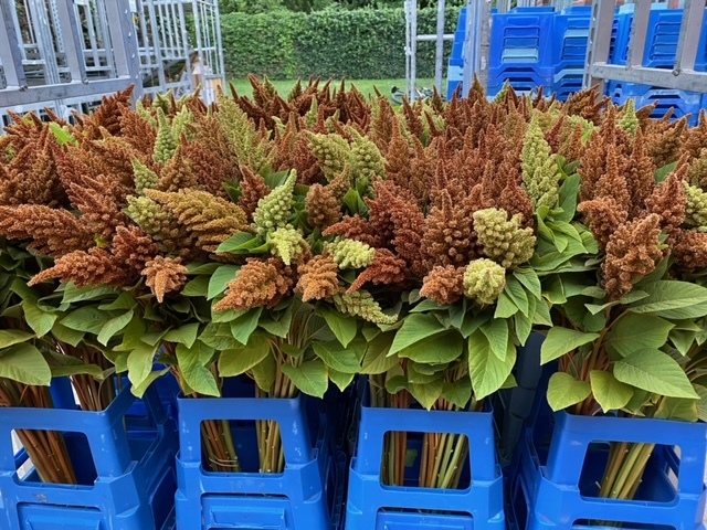 Flowering Miscellaneous